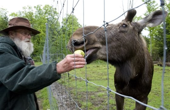 In this May 19, 2010, photo, David Lawrence, of Albany, Vt., feeds Pete the Moose at a game preserve in Irasburg, Vt.